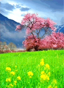 经典林芝桃花节旅游线路，在这里找到中国最美丽的春天