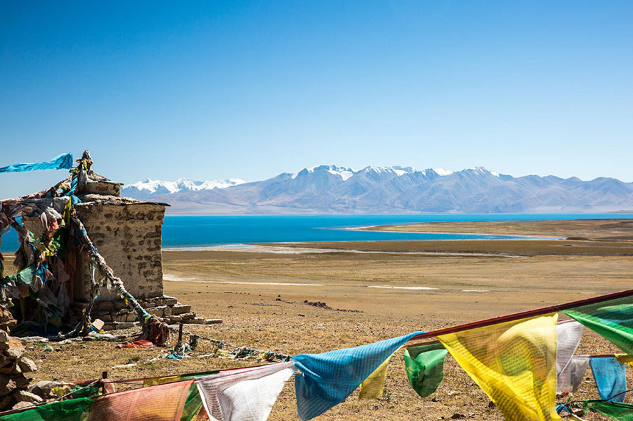 红景天：藏区最具争议性的草药
